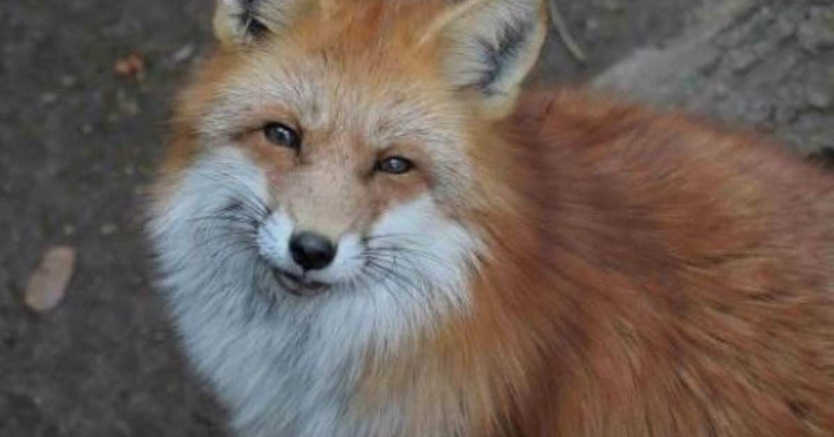 キツネ村　写真集 キツネ村 写真集 その他